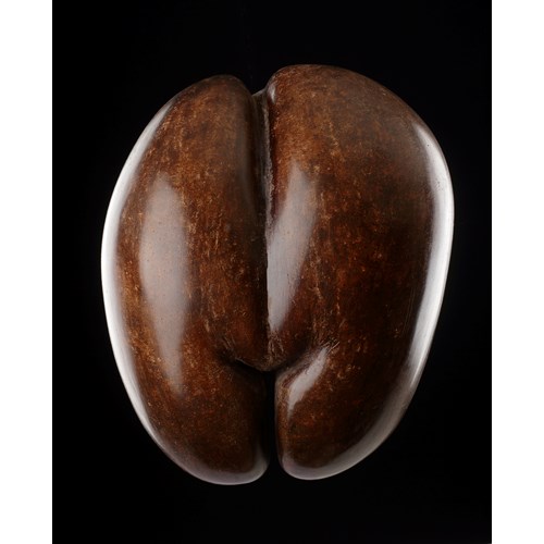 A Fine Specimen of a Seychelles ‘Coco de Mer’